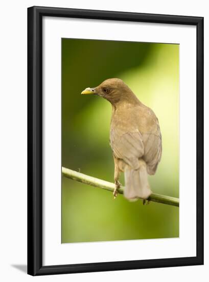 Clay-Colored Robin-Mary Ann McDonald-Framed Photographic Print