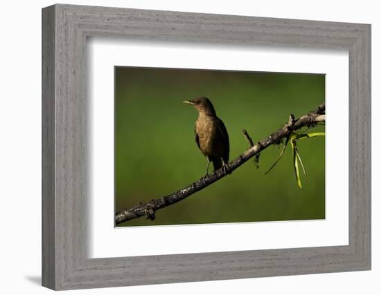 Clay Colored Thrush (Turdus Grayi), the national bird of Costa Rica-Matthew Williams-Ellis-Framed Photographic Print