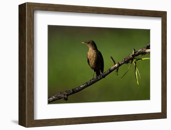 Clay Colored Thrush (Turdus Grayi), the national bird of Costa Rica-Matthew Williams-Ellis-Framed Photographic Print