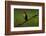 Clay Colored Thrush (Turdus Grayi), the national bird of Costa Rica-Matthew Williams-Ellis-Framed Photographic Print