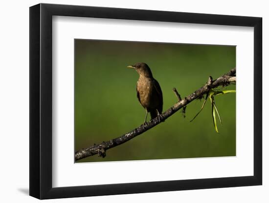 Clay Colored Thrush (Turdus Grayi), the national bird of Costa Rica-Matthew Williams-Ellis-Framed Photographic Print