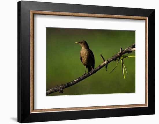 Clay Colored Thrush (Turdus Grayi), the national bird of Costa Rica-Matthew Williams-Ellis-Framed Photographic Print
