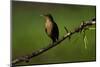Clay Colored Thrush (Turdus Grayi), the national bird of Costa Rica-Matthew Williams-Ellis-Mounted Photographic Print
