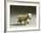 Clay Figurine of Animal, from Monte Venera, Province of Reggio Emilia, Italy-null-Framed Giclee Print