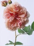 Grussan Achen Felicia and Centenaire de Lourdes Roses-Clay Perry-Photographic Print