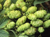 Hops-Clay Perry-Photographic Print