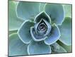 Premium Photographic Print
