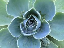 Succulent Echeveria-Clay Perry-Photographic Print