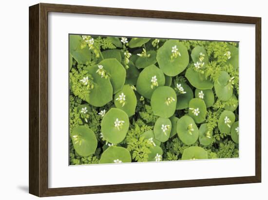 Claytonia Perfoliata-Don Paulson-Framed Giclee Print