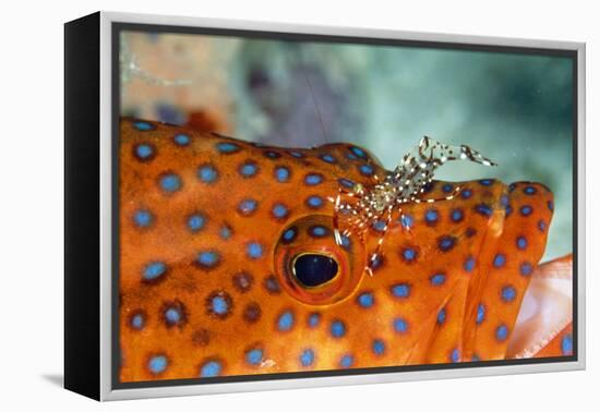 Cleaner Shrimp Cleaning Grouper-null-Framed Premier Image Canvas