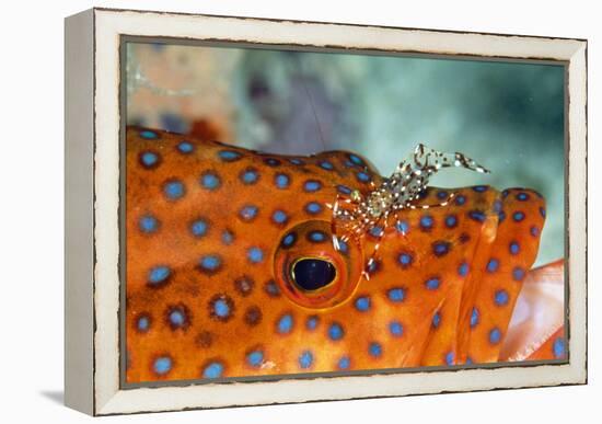 Cleaner Shrimp Cleaning Grouper-null-Framed Premier Image Canvas