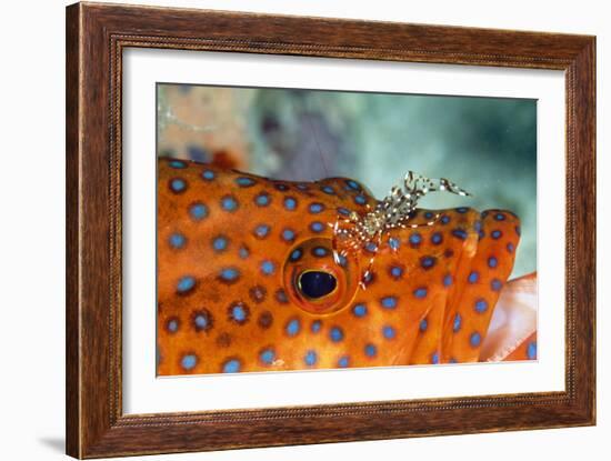 Cleaner Shrimp Cleaning Grouper-null-Framed Photographic Print