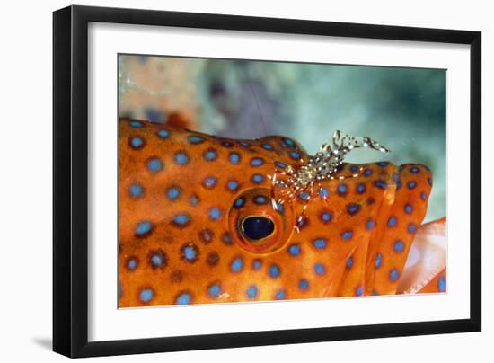 Cleaner Shrimp Cleaning Grouper-null-Framed Photographic Print