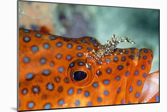 Cleaner Shrimp Cleaning Grouper-null-Mounted Photographic Print
