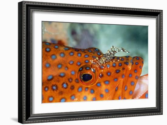 Cleaner Shrimp Cleaning Grouper-null-Framed Photographic Print