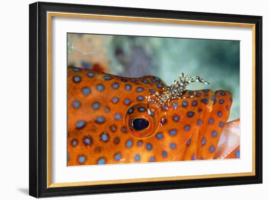 Cleaner Shrimp Cleaning Grouper-null-Framed Photographic Print