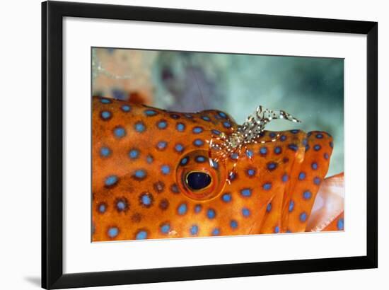 Cleaner Shrimp Cleaning Grouper-null-Framed Photographic Print