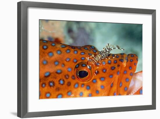 Cleaner Shrimp Cleaning Grouper-null-Framed Photographic Print