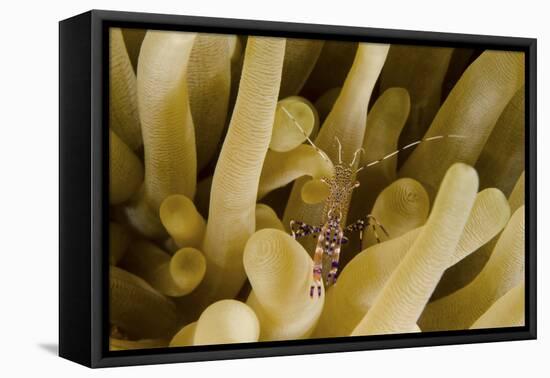 Cleaner Shrimp on an Anemone in Curacao-Stocktrek Images-Framed Premier Image Canvas