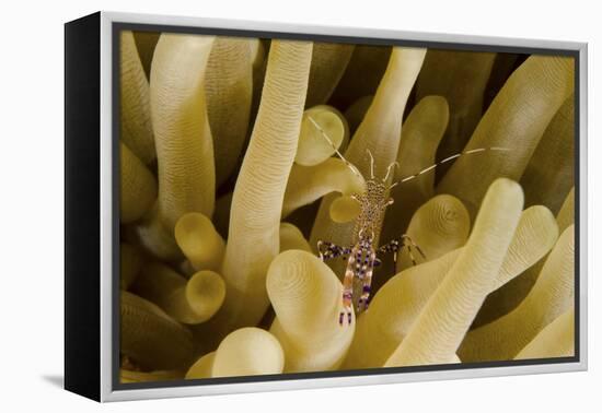 Cleaner Shrimp on an Anemone in Curacao-Stocktrek Images-Framed Premier Image Canvas