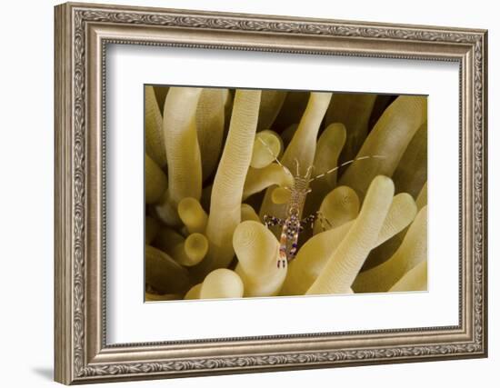 Cleaner Shrimp on an Anemone in Curacao-Stocktrek Images-Framed Photographic Print