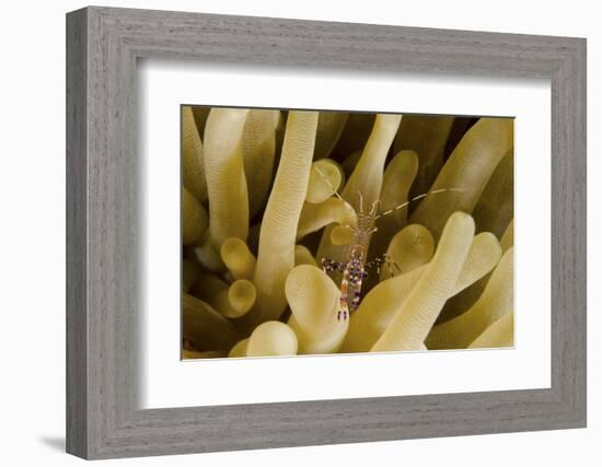 Cleaner Shrimp on an Anemone in Curacao-Stocktrek Images-Framed Photographic Print