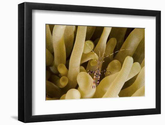 Cleaner Shrimp on an Anemone in Curacao-Stocktrek Images-Framed Photographic Print