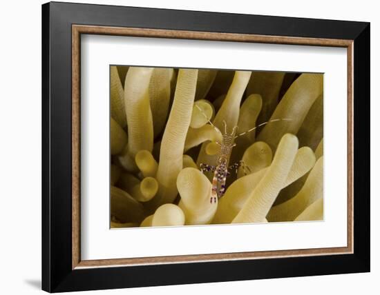 Cleaner Shrimp on an Anemone in Curacao-Stocktrek Images-Framed Photographic Print