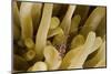 Cleaner Shrimp on an Anemone in Curacao-Stocktrek Images-Mounted Photographic Print