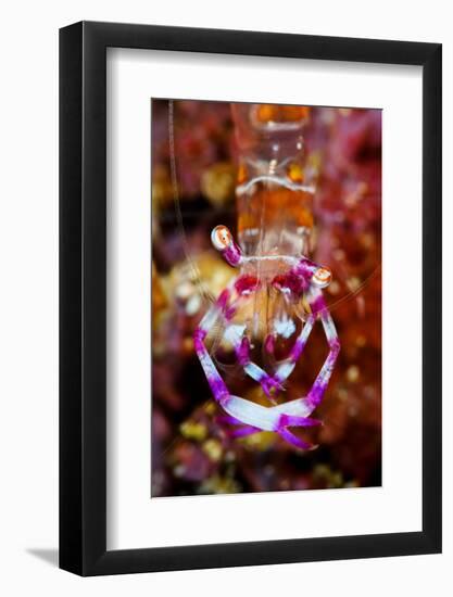 Cleaning shrimp on a coral reef, Indonesia-Magnus Lundgren-Framed Photographic Print