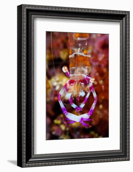 Cleaning shrimp on a coral reef, Indonesia-Magnus Lundgren-Framed Photographic Print