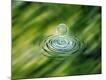 Premium Photographic Print