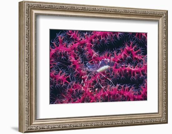 Clear Cleaner Shrimp Full of Eggs-Hal Beral-Framed Photographic Print