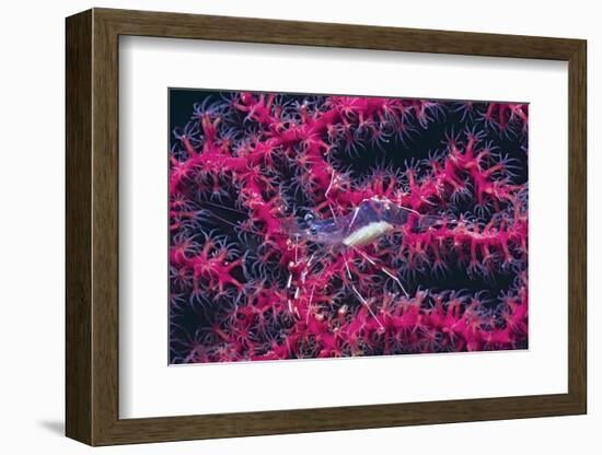 Clear Cleaner Shrimp Full of Eggs-Hal Beral-Framed Photographic Print