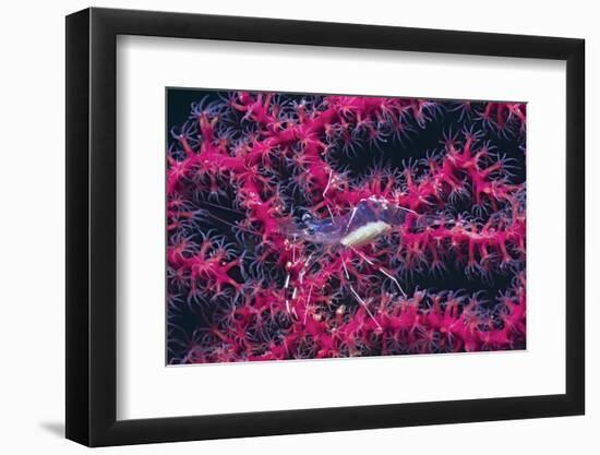 Clear Cleaner Shrimp Full of Eggs-Hal Beral-Framed Photographic Print