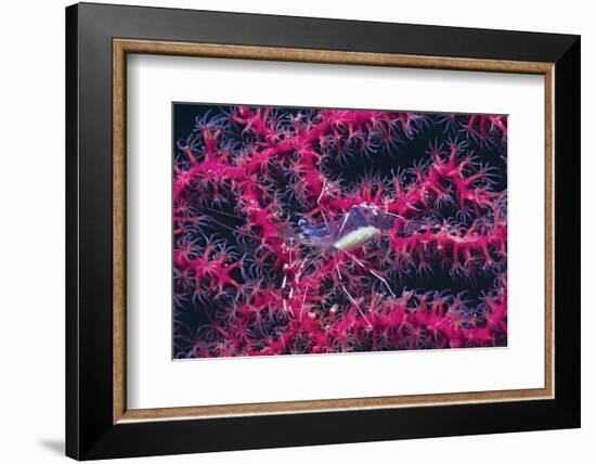 Clear Cleaner Shrimp Full of Eggs-Hal Beral-Framed Photographic Print