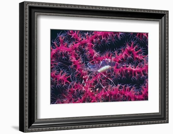 Clear Cleaner Shrimp Full of Eggs-Hal Beral-Framed Photographic Print