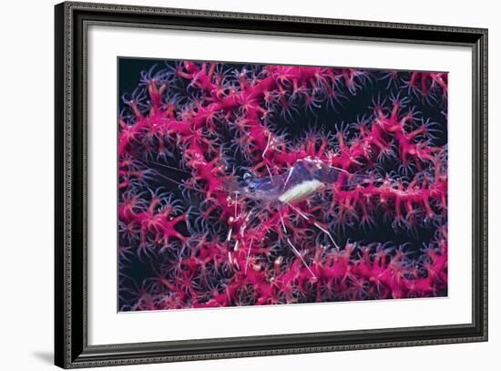 Clear Cleaner Shrimp Full of Eggs-Hal Beral-Framed Photographic Print