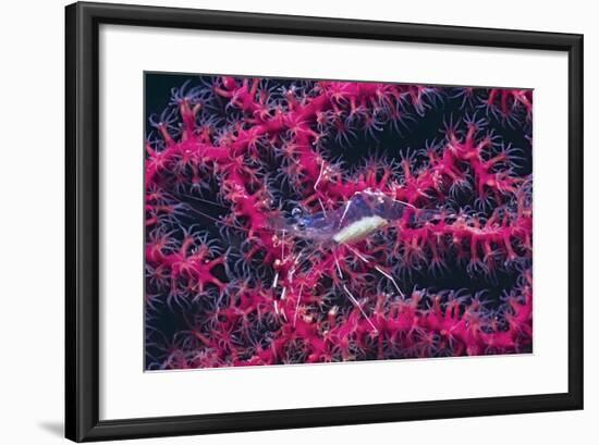 Clear Cleaner Shrimp Full of Eggs-Hal Beral-Framed Photographic Print