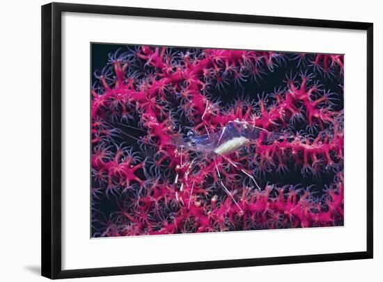 Clear Cleaner Shrimp Full of Eggs-Hal Beral-Framed Photographic Print