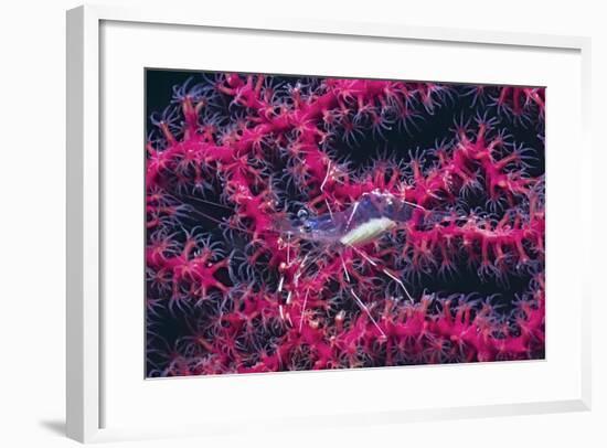 Clear Cleaner Shrimp Full of Eggs-Hal Beral-Framed Photographic Print