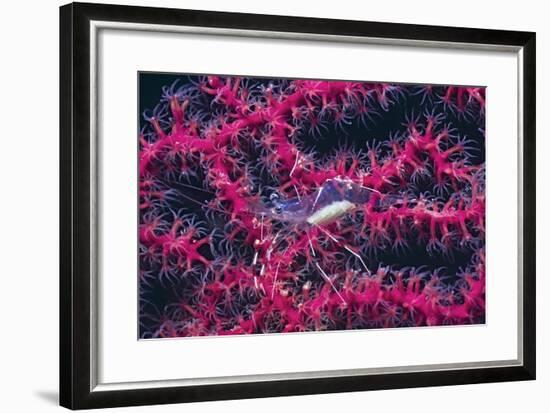 Clear Cleaner Shrimp Full of Eggs-Hal Beral-Framed Photographic Print