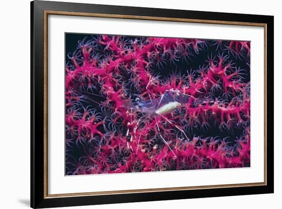 Clear Cleaner Shrimp Full of Eggs-Hal Beral-Framed Photographic Print