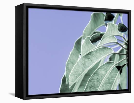 Clear Leaves on Blue I-Eva Bane-Framed Stretched Canvas