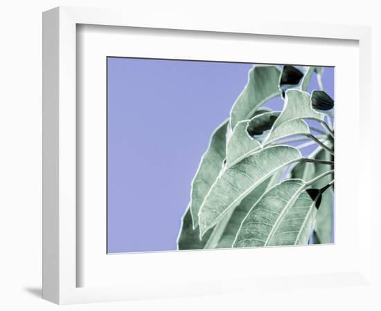 Clear Leaves on Blue I-Eva Bane-Framed Premium Giclee Print