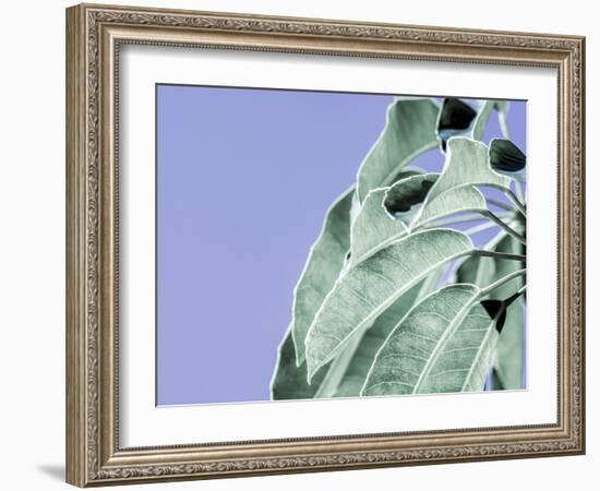 Clear Leaves on Blue I-Eva Bane-Framed Art Print