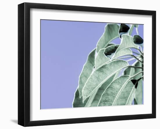 Clear Leaves on Blue I-Eva Bane-Framed Art Print