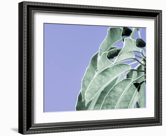 Clear Leaves on Blue I-Eva Bane-Framed Art Print