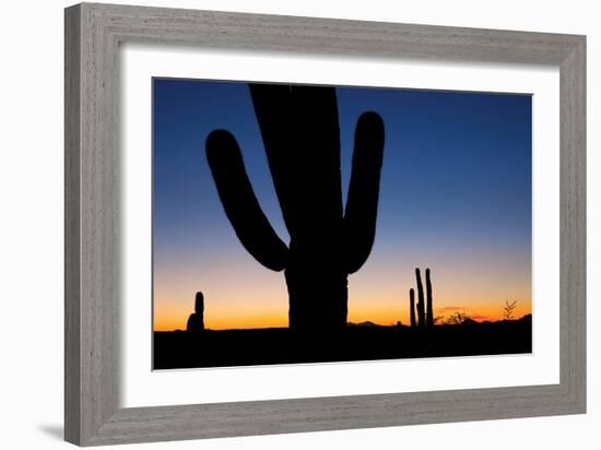 Clear Saguaro Sunset I-Larry Malvin-Framed Photographic Print