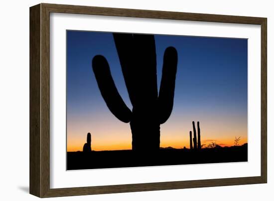 Clear Saguaro Sunset I-Larry Malvin-Framed Photographic Print